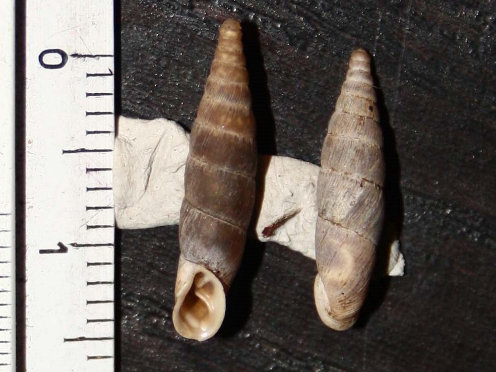 clausiliidae da identificare